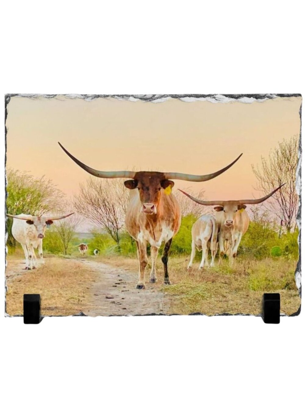 Photo Rock Slate Western Cow Picture Stone Plaque